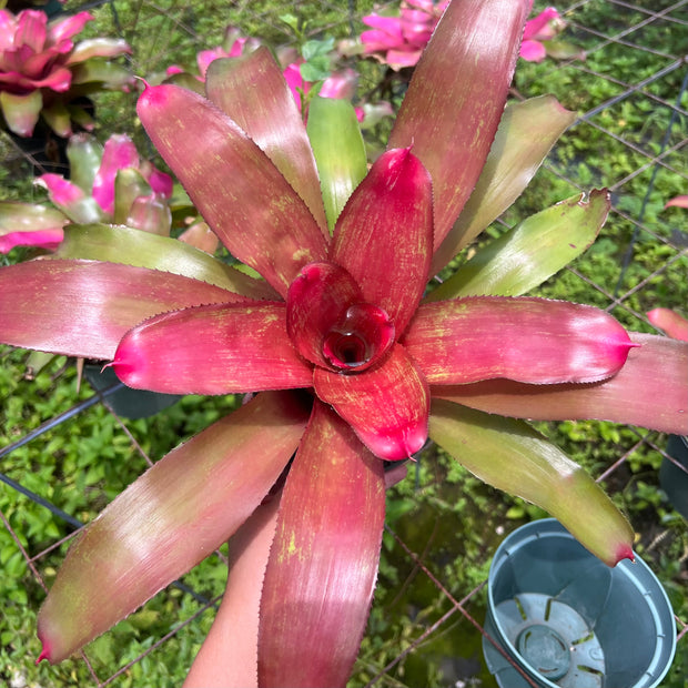 Neoregelia 'Vivacor' - FLASH SALE