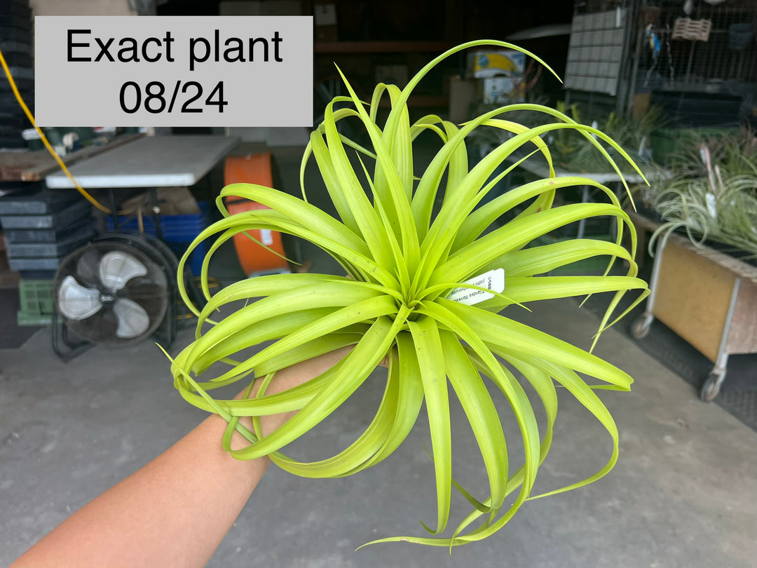 Tillandsia 'Marvelous Masterpiece' – Tropiflora