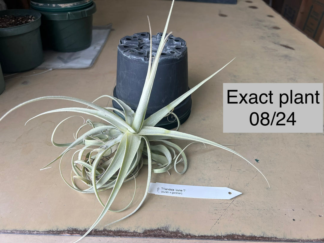 Tillandsia 'June T' – Tropiflora