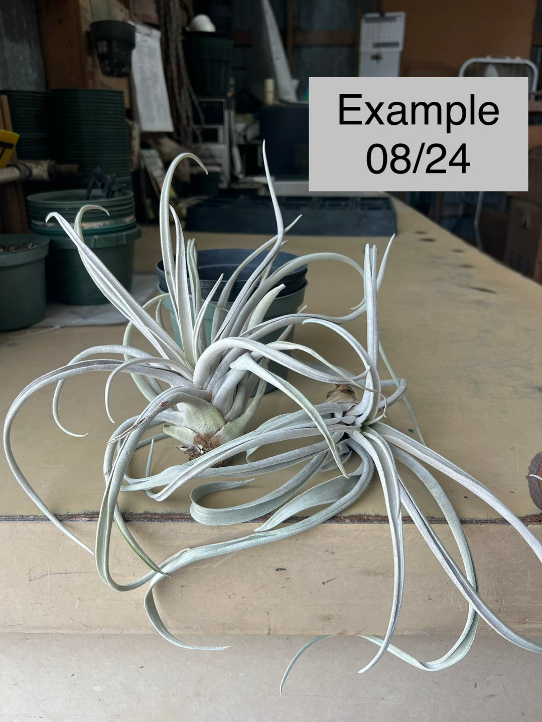 Tillandsia chiapensis 'Gigantesco' – Tropiflora