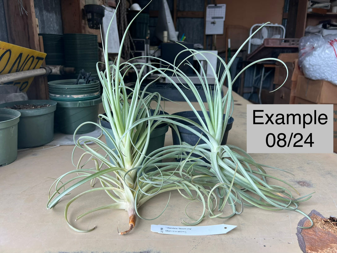 Tillandsia チランジア goomong wasawat Tillandsia 'Goomong' – Tropiflora