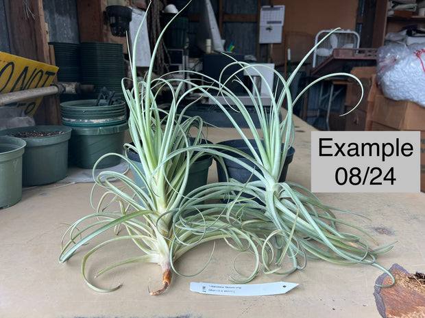 Tillandsia 'Goomong' – Tropiflora