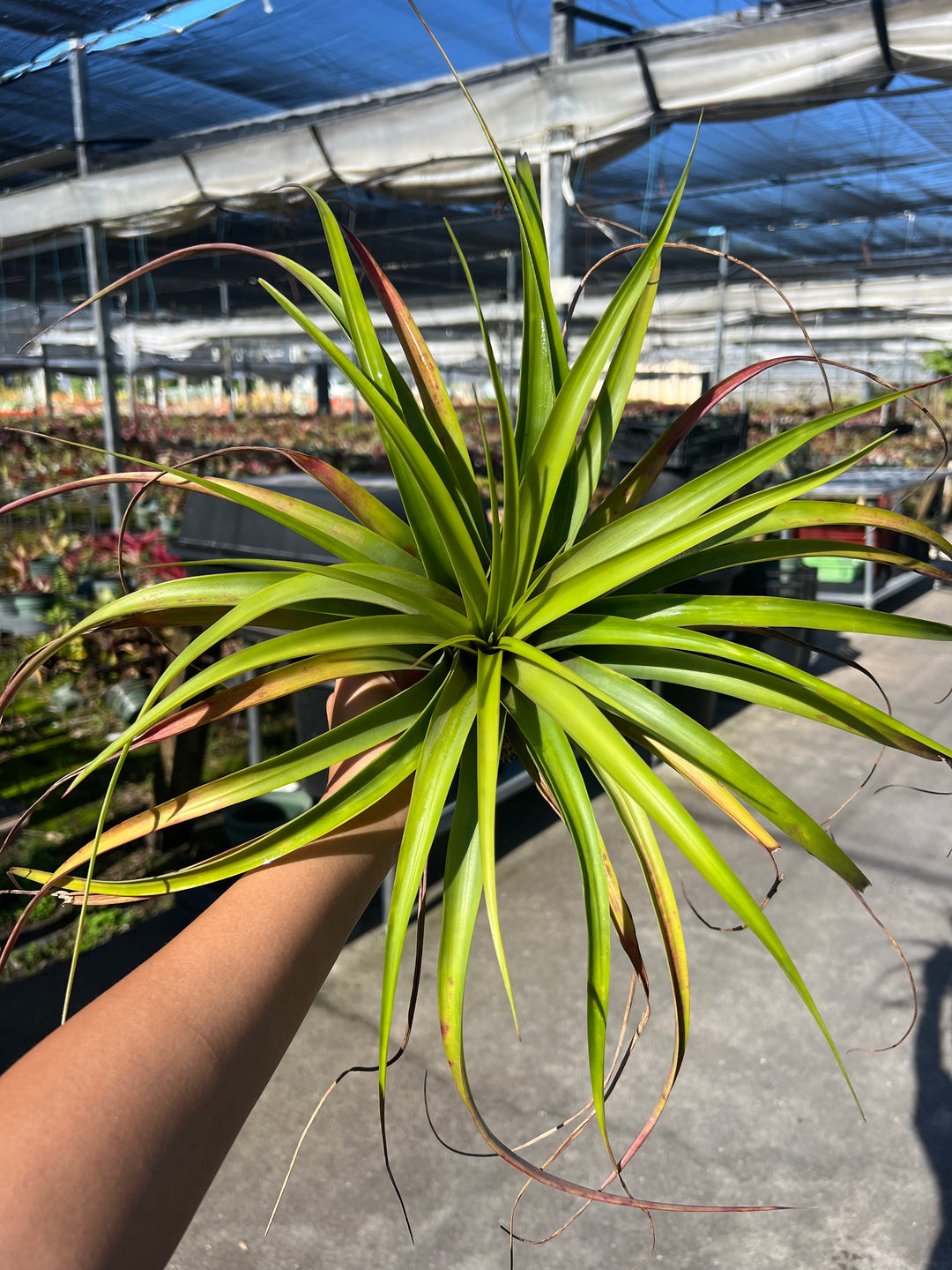 Tillandsia 'Queen's Fiesta' – Tropiflora