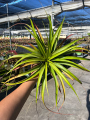 Tillandsia 'Queen's Fiesta' - FLASH SALE