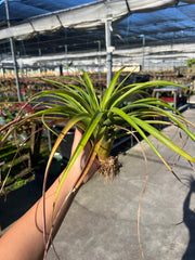 Tillandsia 'Queen's Fiesta' - FLASH SALE