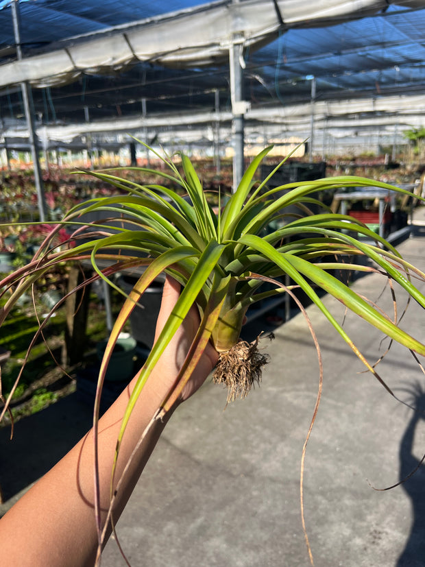Tillandsia 'Queen's Fiesta' - FLASH SALE