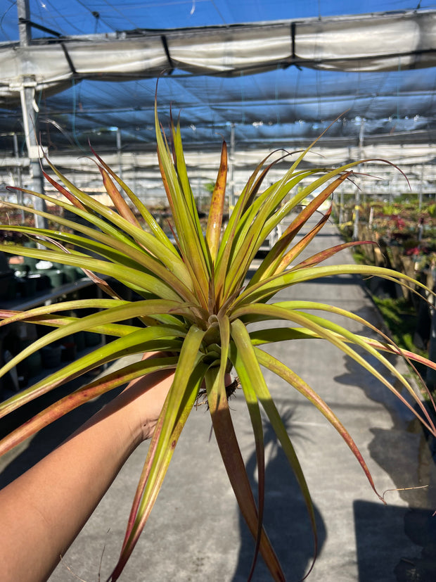 Tillandsia 'Queen's Fiesta' - FLASH SALE