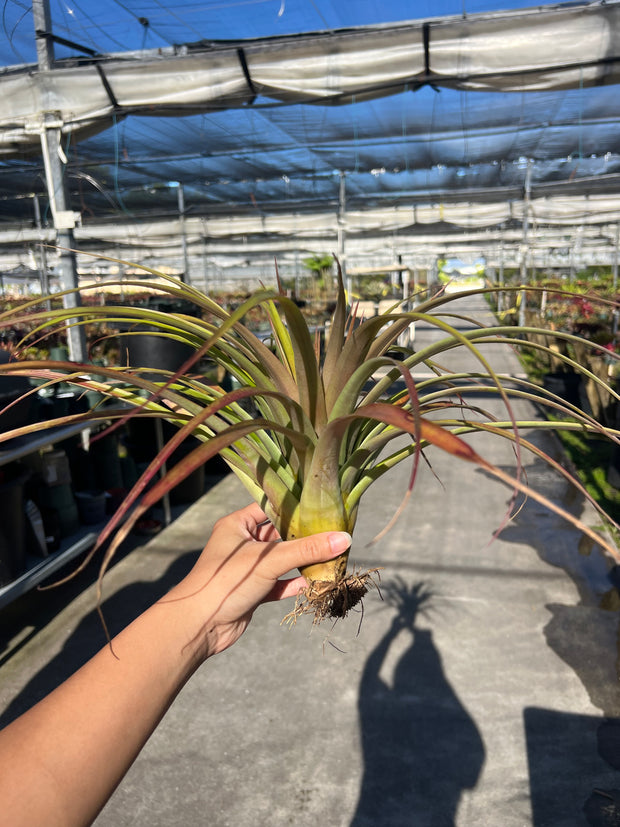 Tillandsia 'Queen's Fiesta' - FLASH SALE