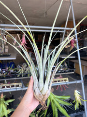 Tillandsia 'Chevere'