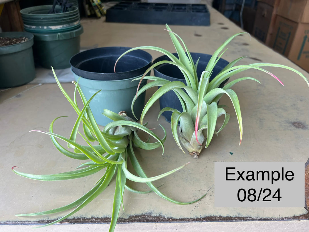 Tillandsia 'Eric Knobloch' – Tropiflora