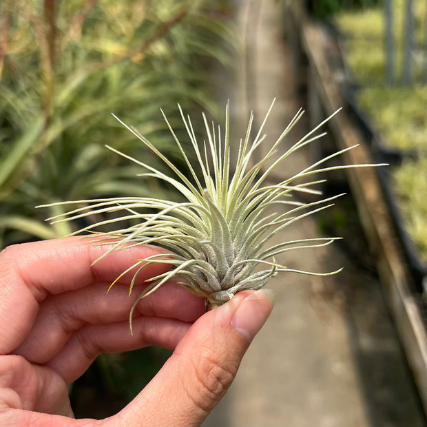 Tillandsia argentea