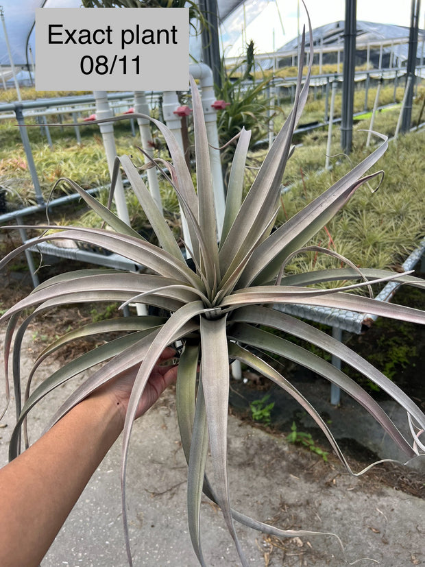 Tillandsia 'Silver Spike'