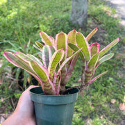 Neoregelia 'Keynote' albo