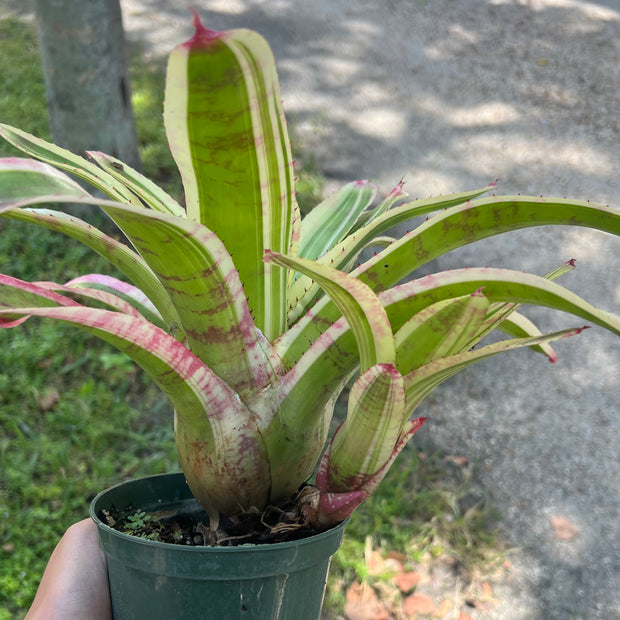 Neoregelia 'Plan B'