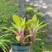 Neoregelia 'Snowflake'