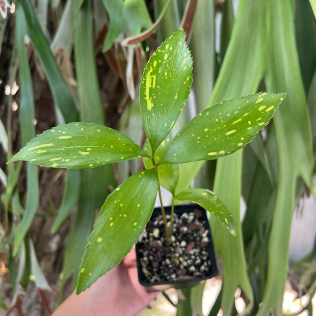 Zamia variegata