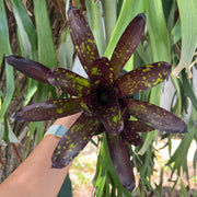 Neoregelia 'Nosferatu'