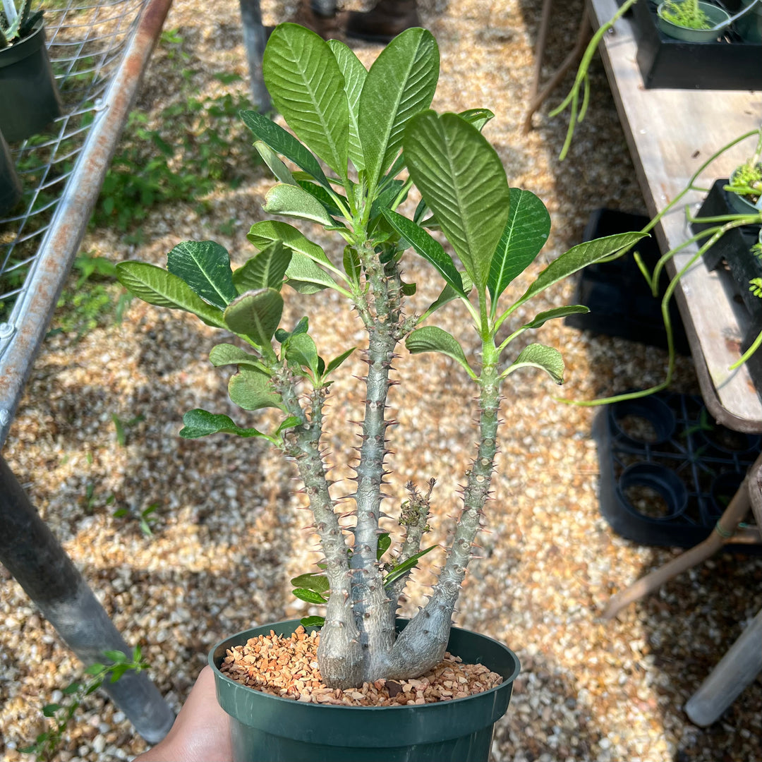 Pachypodium baronii v. windsorii – Tropiflora