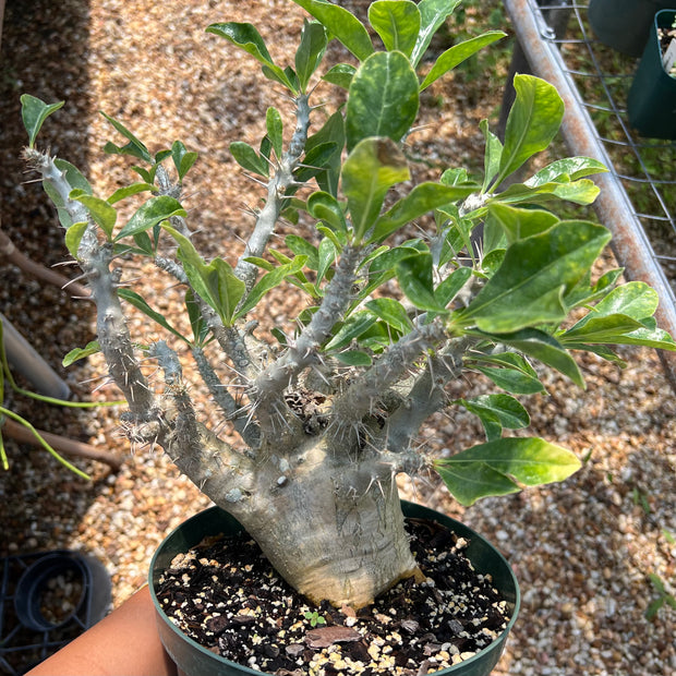 Pachypodium lealii saundersii