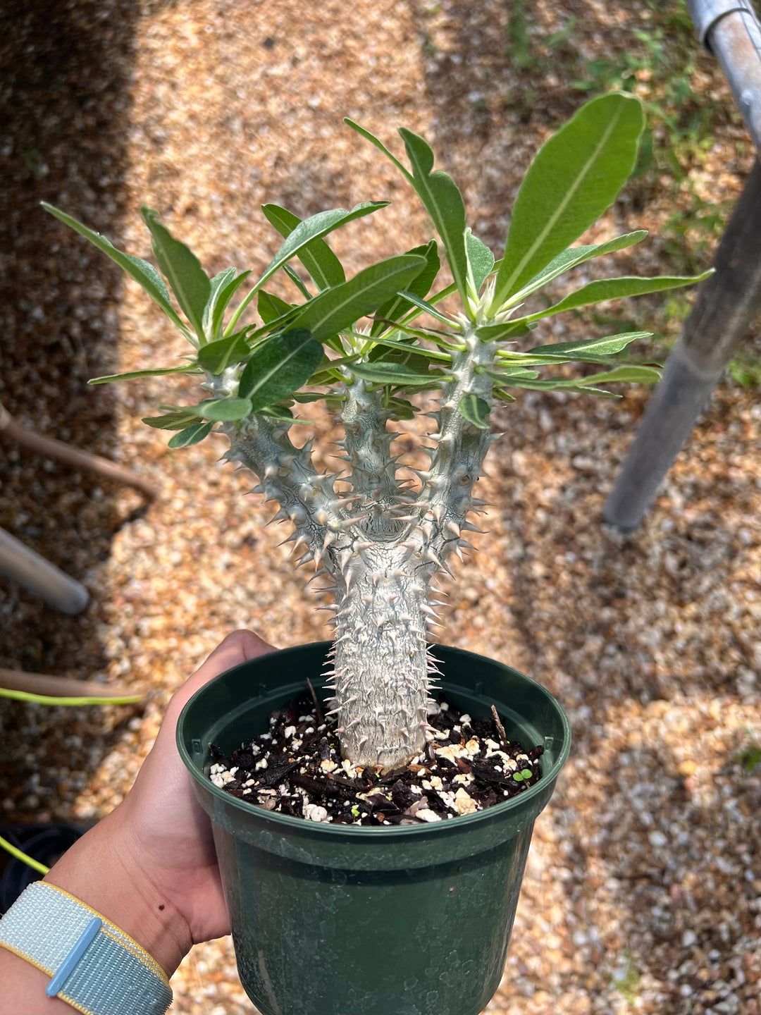 Pachypodium bicolor – Tropiflora