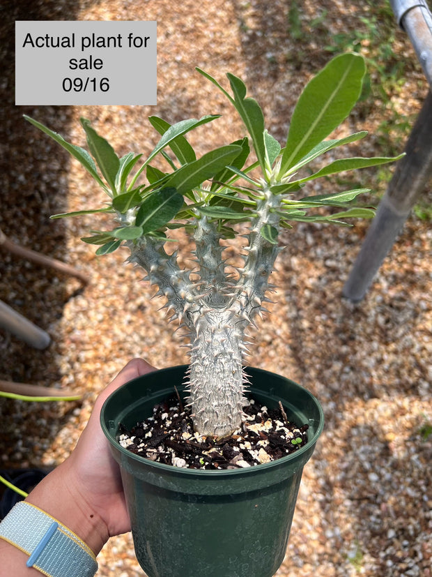 Pachypodium bicolor