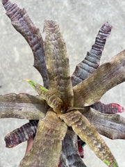 Cryptanthus 'Deloris Will'