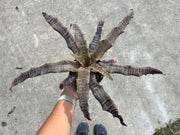 Cryptanthus 'Deloris Will'