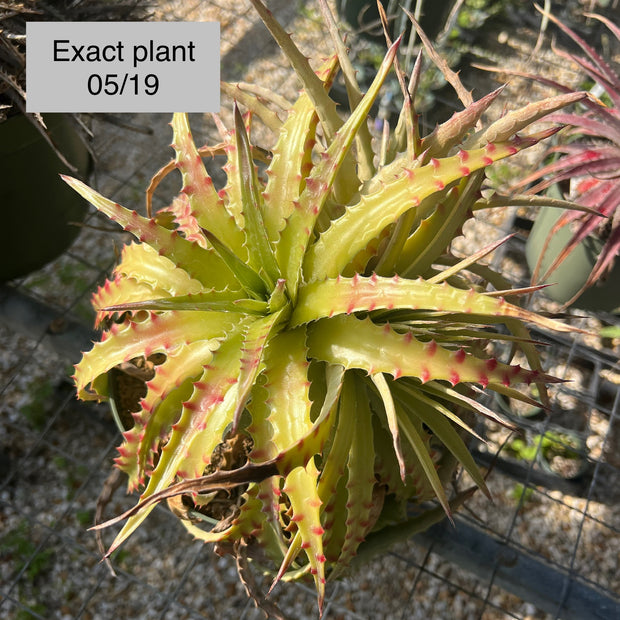 Hechtia cf. stenopetala Huahuapan OAX.