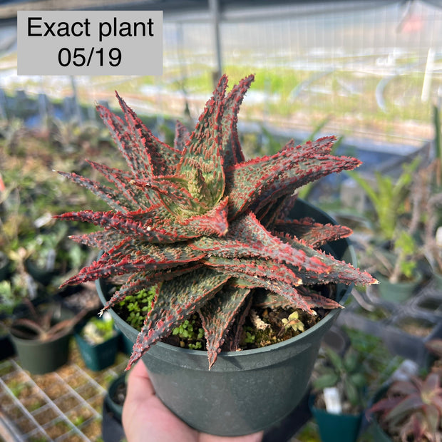 Aloe 'Cherry Bomb'