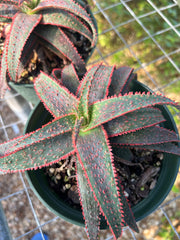 Aloe 'Dracula's Blood'