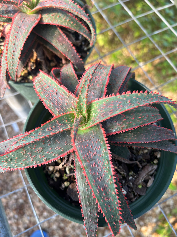 Aloe 'Dracula's Blood'