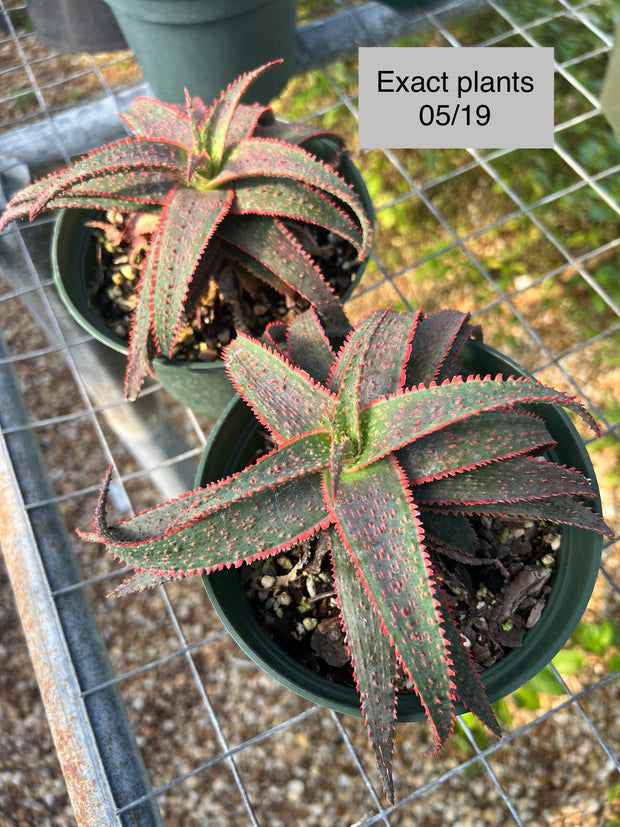 Aloe 'Dracula's Blood'