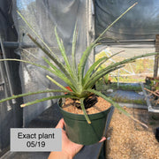 Hechtia 'Dragon's Blood' AS091