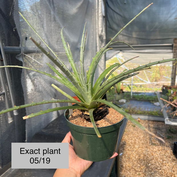 Hechtia 'Dragon's Blood' AS091