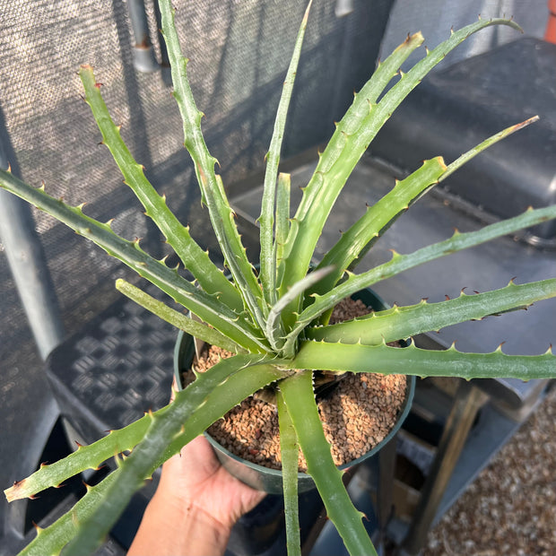 Hechtia 'Dragon's Blood' AS091