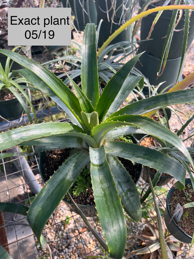 Bromelia michaelii