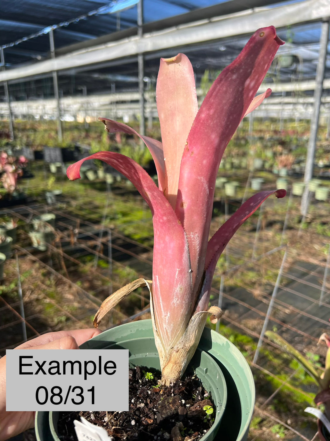 Billbergia Grand Pink 子株付き Billbergia 'Pink Blush' – Tropiflora