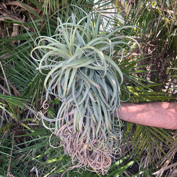 Tillandsia 'Imbroglio' Giant Form