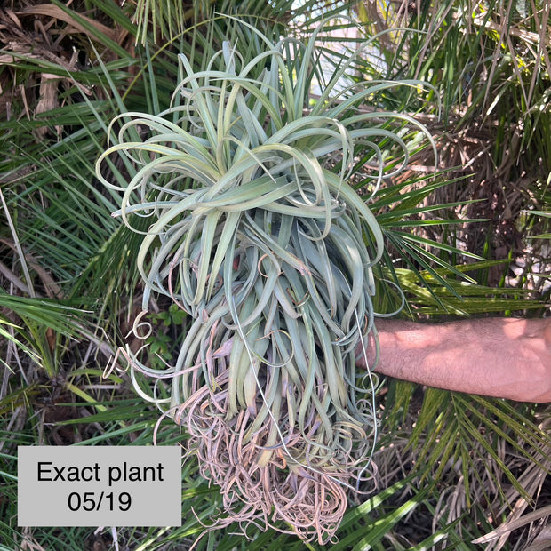 Tillandsia 'Imbroglio' Giant Form