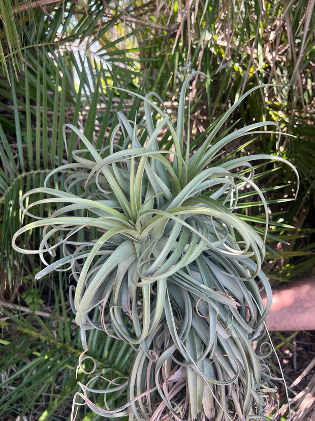 Tillandsia 'Imbroglio' Giant Form