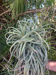 Tillandsia 'Imbroglio' Giant Form