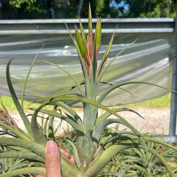 Tillandsia 'Elisa'