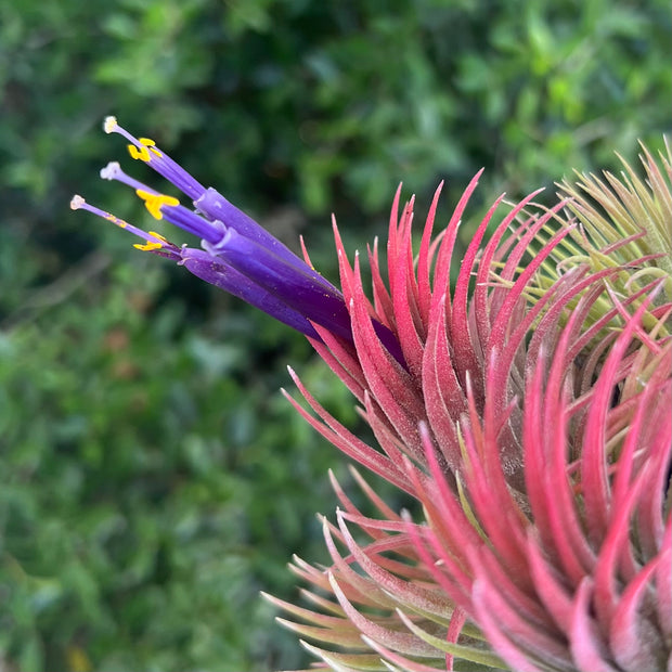 Tillandsia ionantha 'Han'