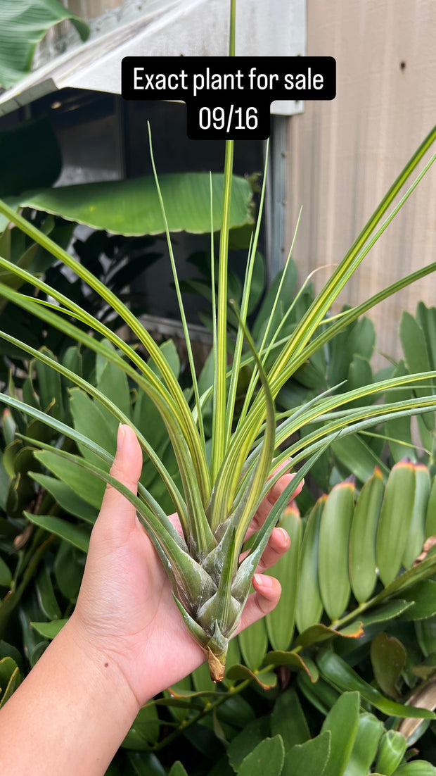 Tillandsia 'Hawaiian Classic'