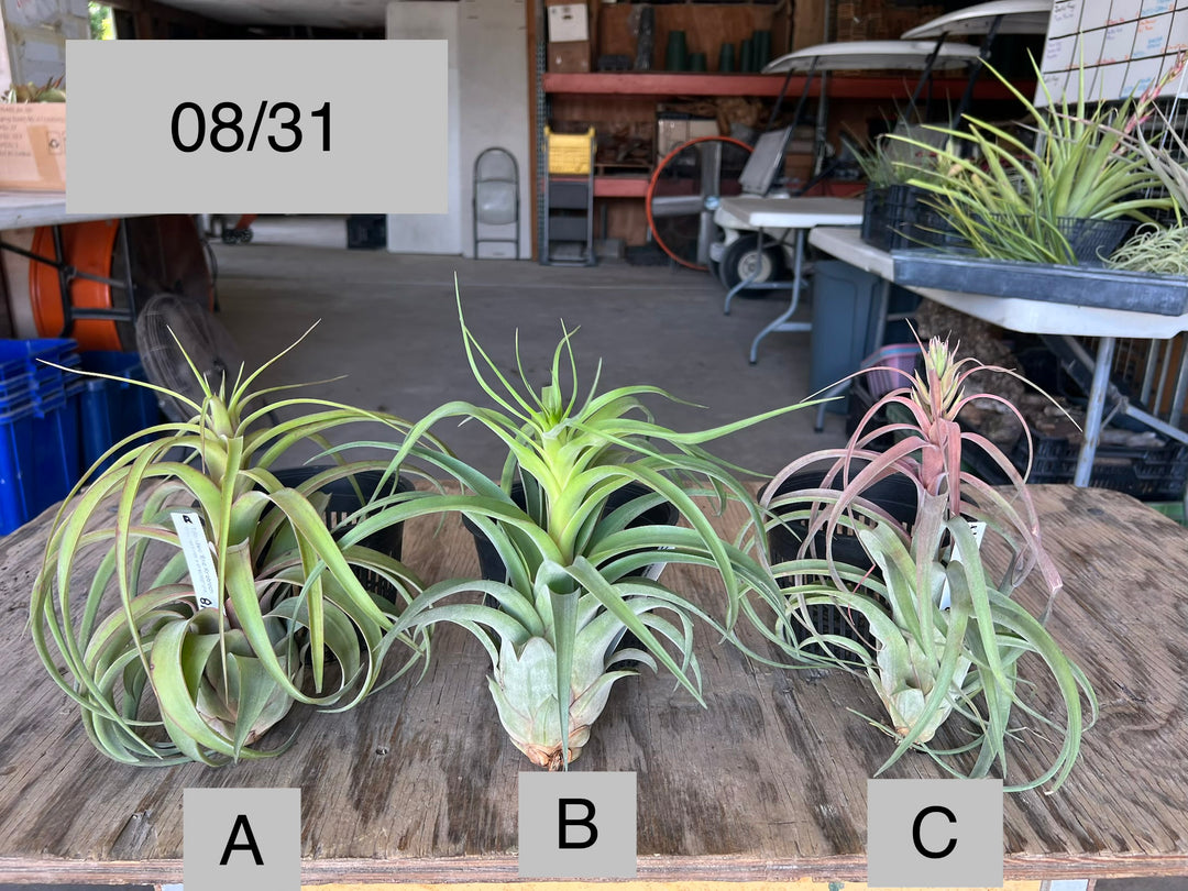 Tillandsia 'Eric Knobloch' – Tropiflora