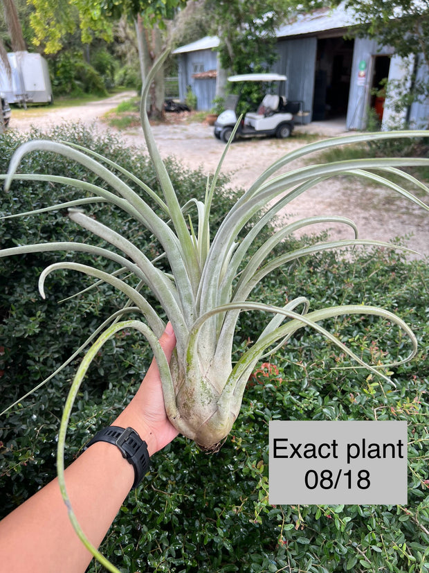 Tillandsia x wisdomiana (xerographica x paucifolia)