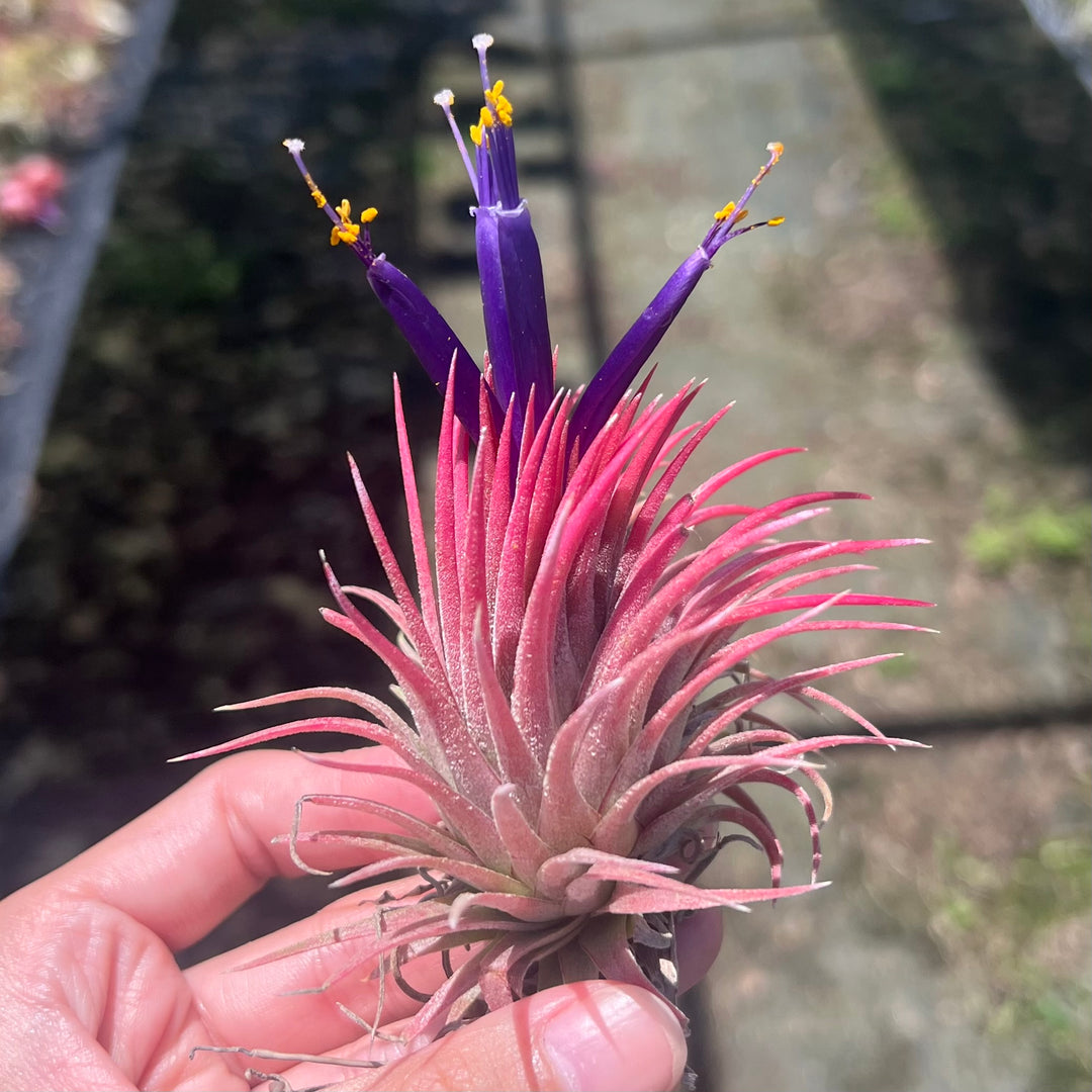 Tillandsia ionantha 'Han' – Tropiflora