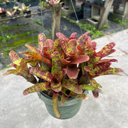 Neoregelia lilliputiana x 'Gespacho'