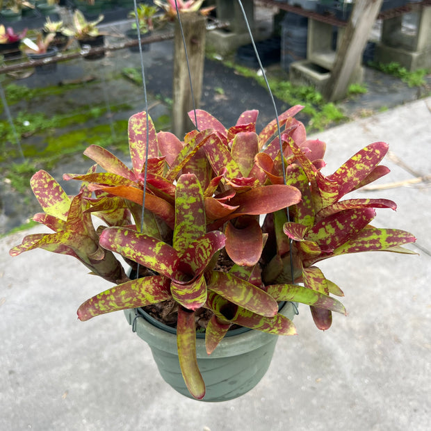 Neoregelia lilliputiana x 'Gespacho'