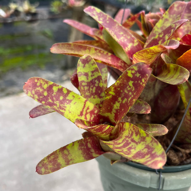 Neoregelia lilliputiana x 'Gespacho'